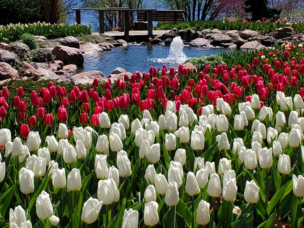 Friends And Family Gather To Dedicate Memorial Garden To Tulip Time 